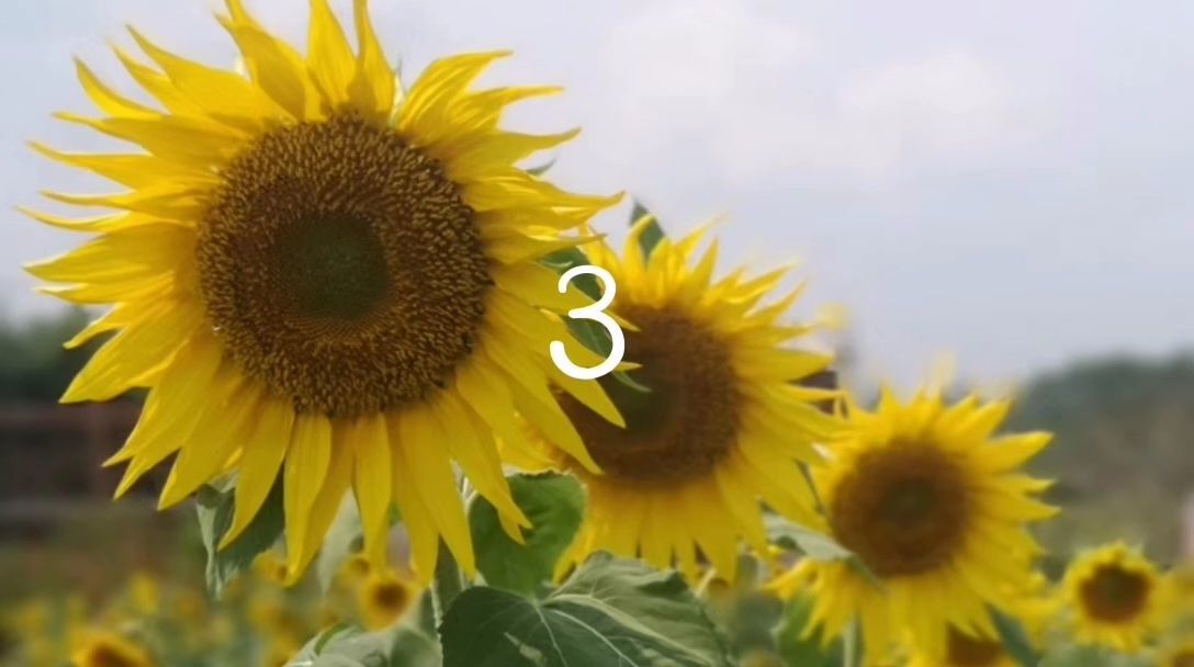 月季花_月嫂_9月9