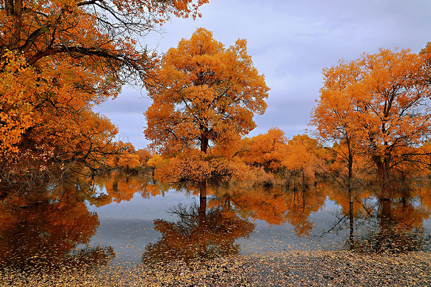 大吉岭_大吉岭是哪个国家的_大吉岭茶怎么辨别正品