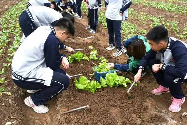 手机游戏平台_手机游戏机推荐排名_townscaper游戏手机