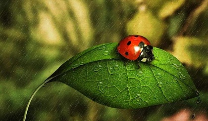 蛙大眼睛保护河苗是害虫_大眼蛙_蛙大眼睛