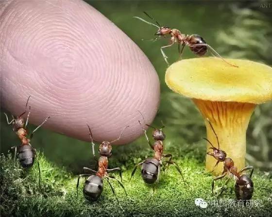 蛙大眼睛保护河苗是害虫_大眼蛙_蛙大眼睛