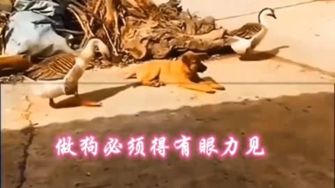 搞笑配音手机游戏推荐_搞笑手机游戏配音_搞笑配音手机游戏有哪些