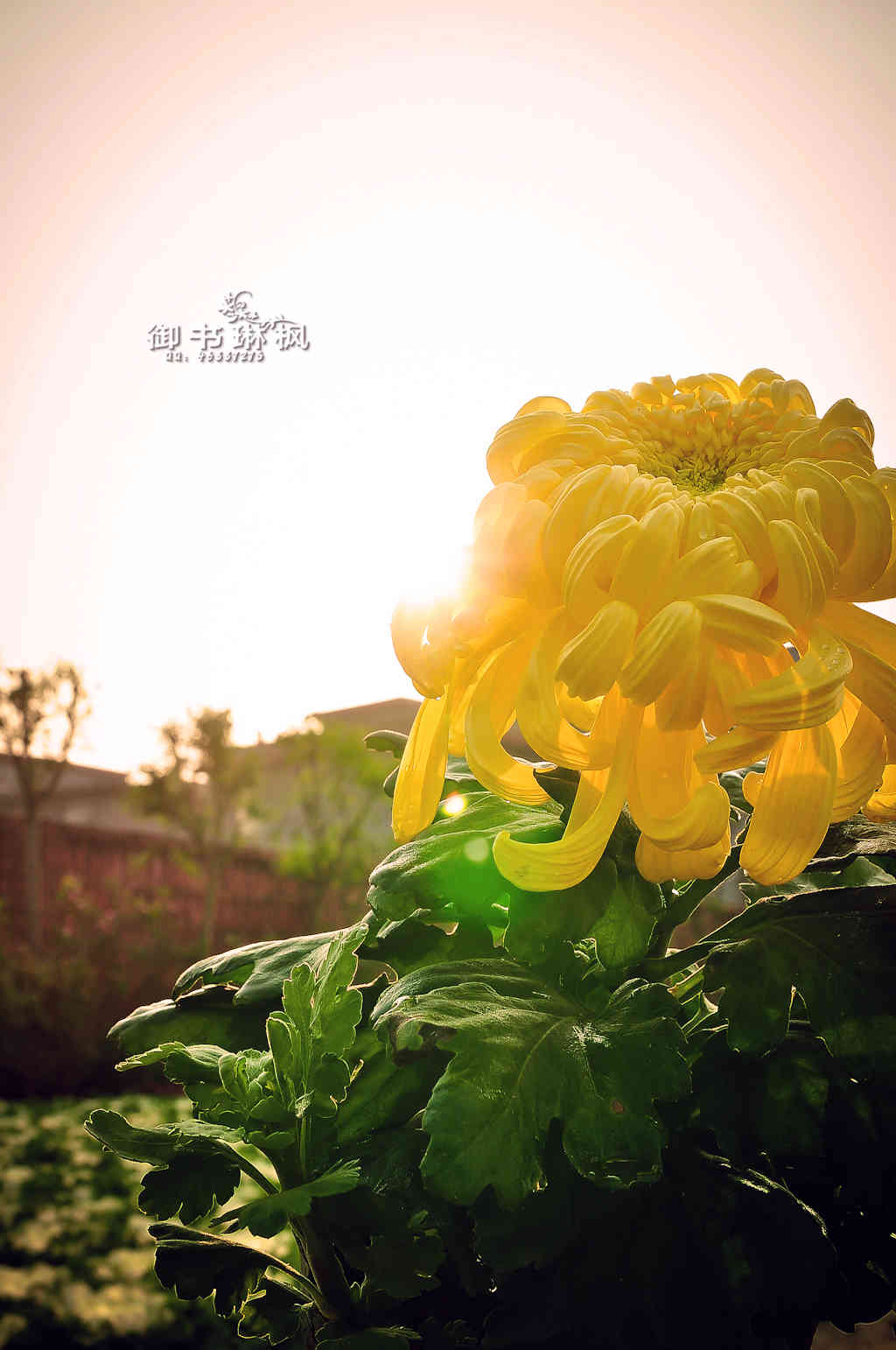 壁花少年mp3_壁花_壁花小姐