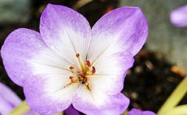 变态美乳手机游戏_变态美乳手机游戏_变态美乳手机游戏