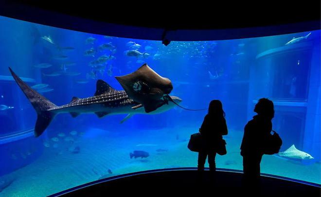 暴飞龙_暴飞龙性格配招_暴飞龙mega