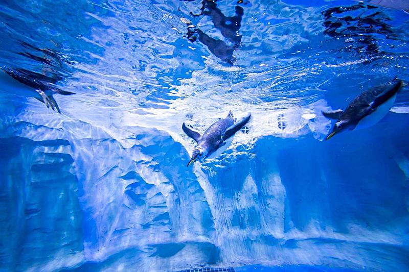 暴飞龙性格配招_暴飞龙_暴飞龙mega