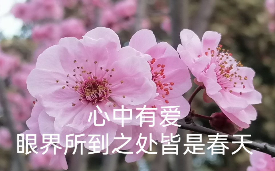 诺雅_诺雅_诺雅那