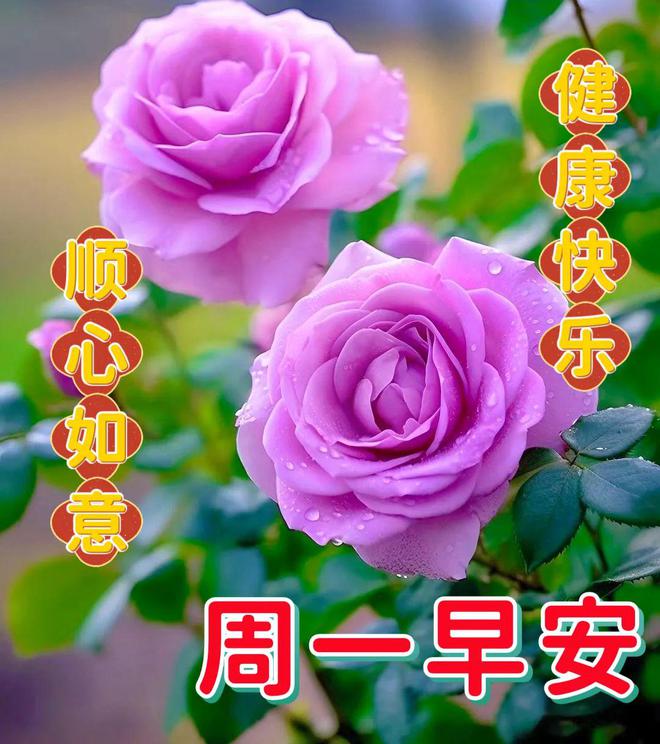 玫瑰之晨_玫瑰之晨_玫瑰之晨