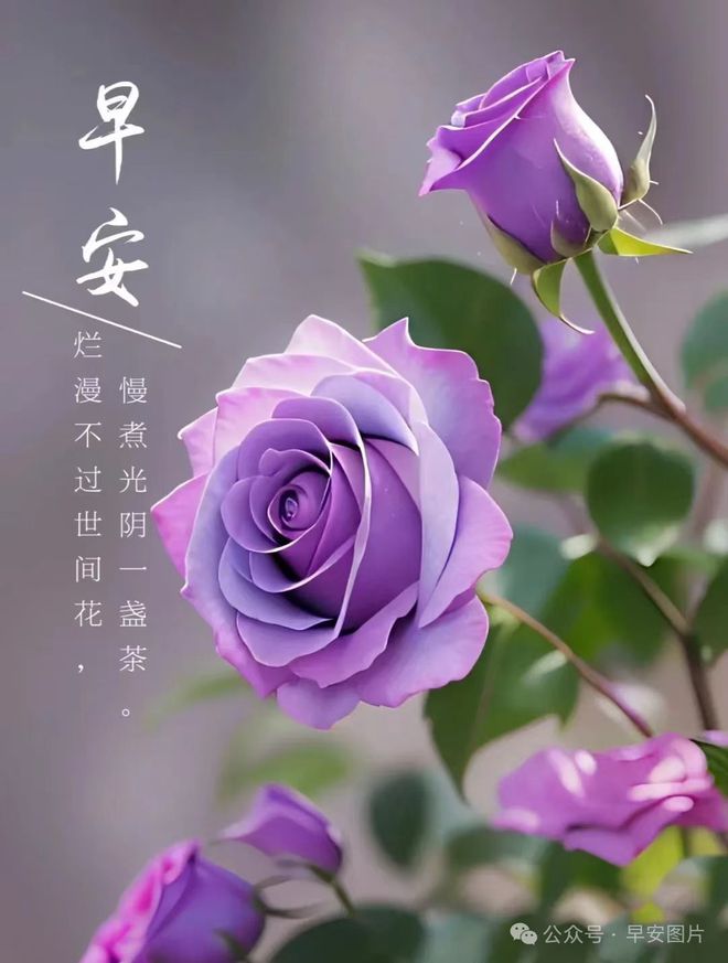 玫瑰之晨_玫瑰之晨_玫瑰之晨