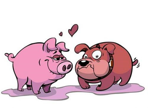 猪婚姻命运属人好不好_属猪人的婚姻与命运_生肖猪的婚姻