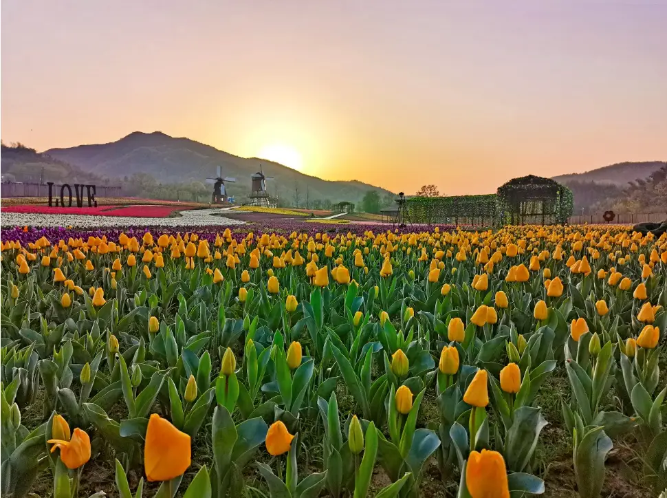 七彩花植物_七彩花_七彩花的故事