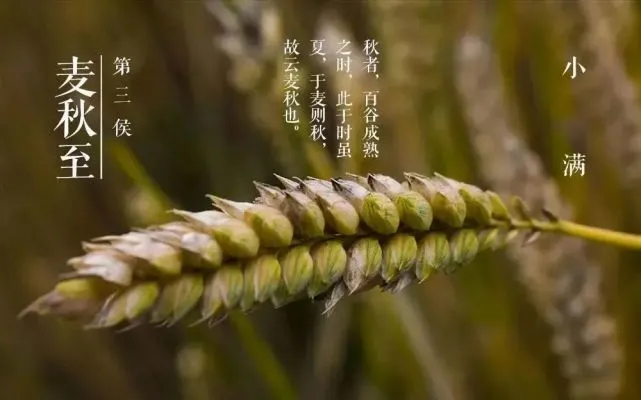 有小满为什么没有大满_有小满满没大满的成语_小满大满是什么意思小满未满