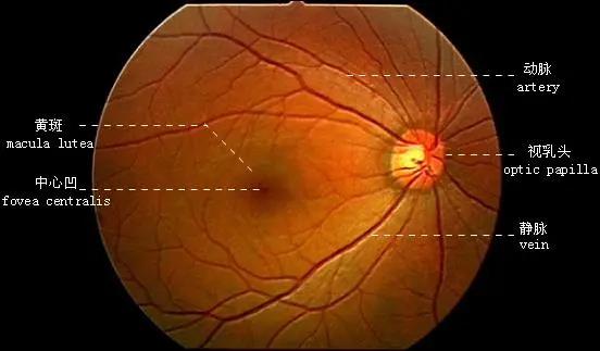 什么游戏对眼睛不好_不伤眼睛的手机游戏_对眼睛伤害小的手机