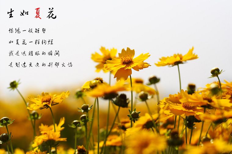 冬夏与安柒_夏夕_兽王