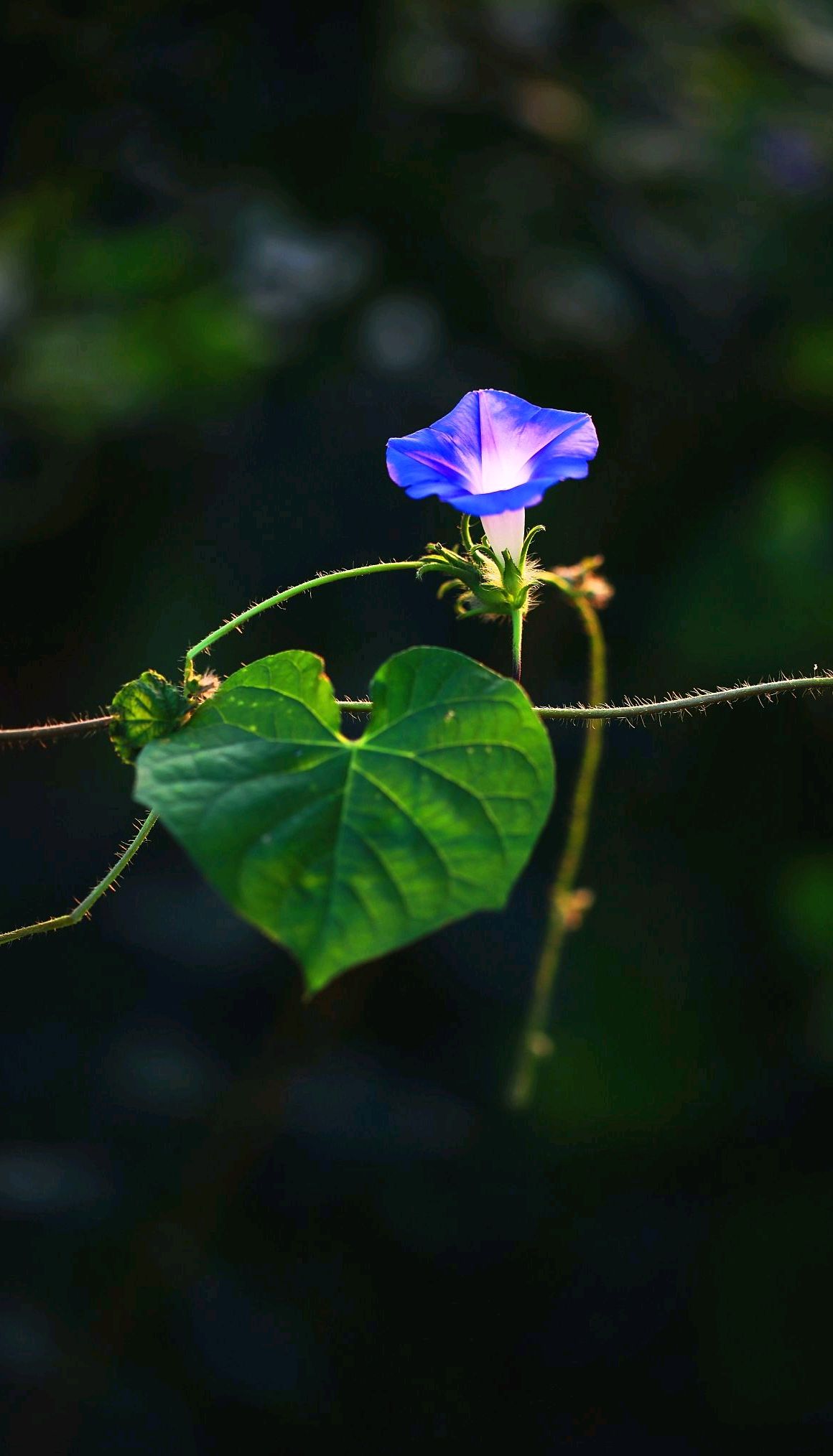 花坂结衣_花坂结衣_花坂结衣