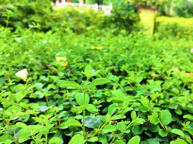 华为麦芒手机参数配置_麦芒7参数配置_华为麦芒参数