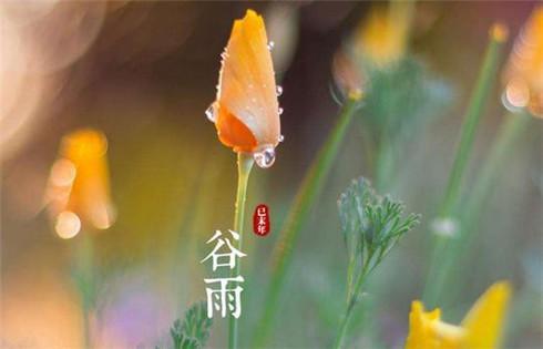 谷雨布谷鸟传说_谷雨传说_谷雨的传说