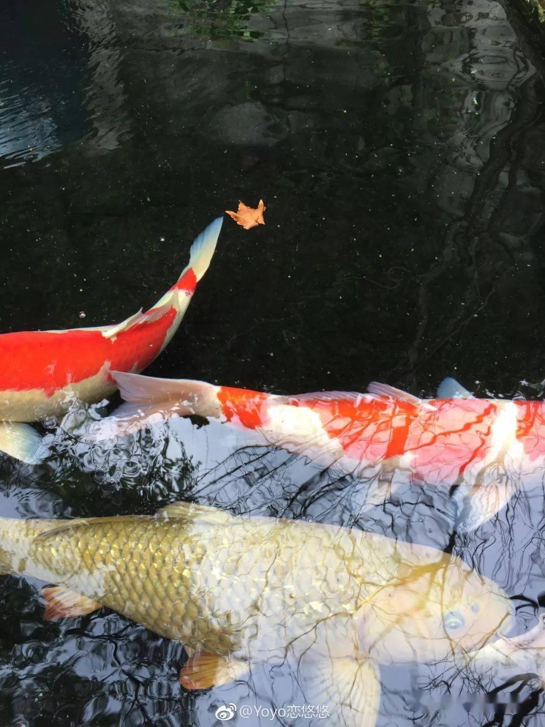 鲤夏_狐鲤鲤渣绘_悍风鲤和刚舟鲤哪个好
