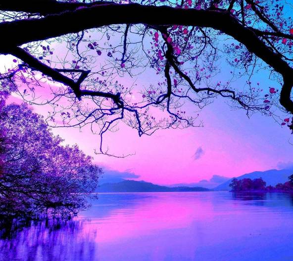 雷切尔皮佐拉托_雷切尔卡森_雷切尔