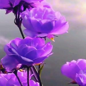 抖音买铁_郑铁头抖音卖的货是正品吗_郑矾抖音卖的东西