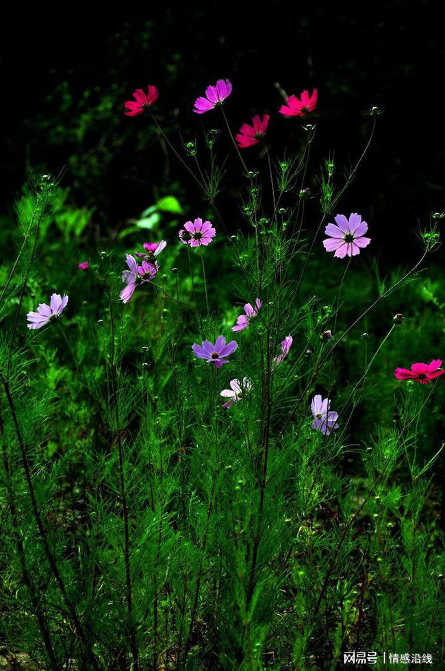 坦白说qq在哪里打开2023_qq坦白说_坦白说qq有句人美声甜