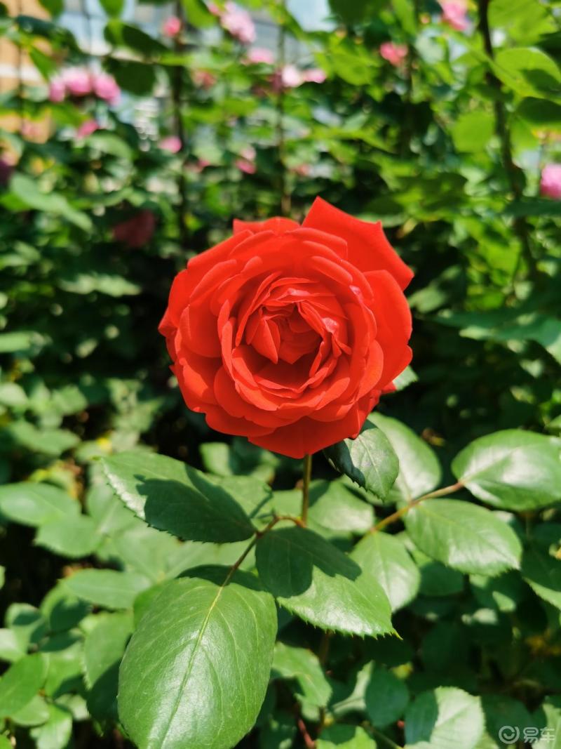 百花霜主治什么功效_百花エミリ_百花st