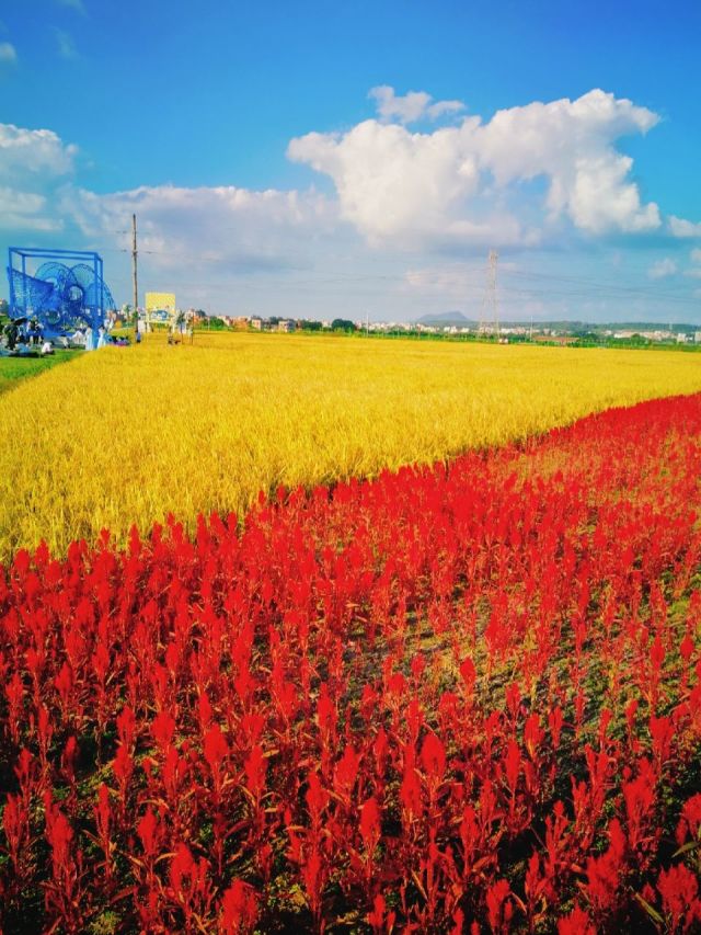 百花エミリ_百花st_百花霜主治什么功效