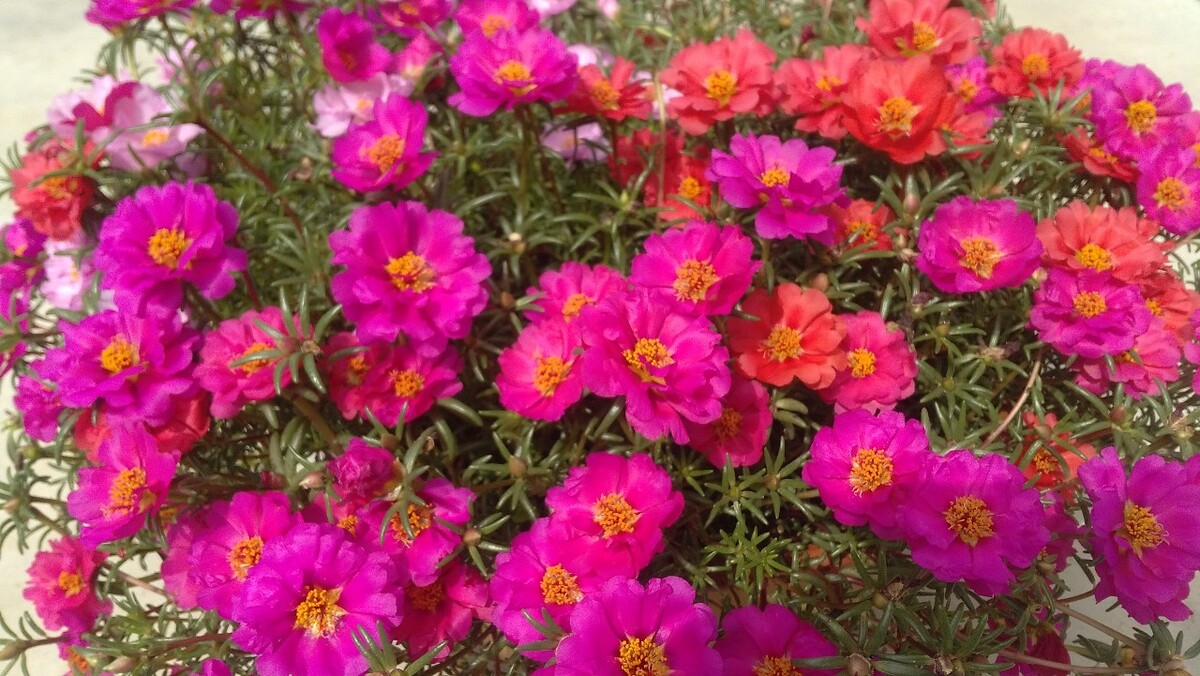 百花st_百花エミリ_百花霜主治什么功效