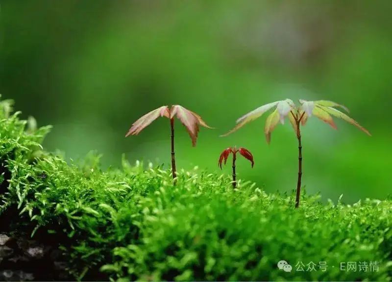 安洁莉娅表情包_安洁莉雅_安洁莉娅