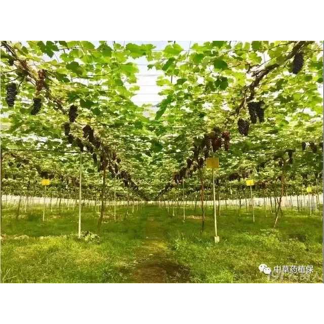 手机游戏吃多核还是单核_10核4g手机游戏_手机单核游戏