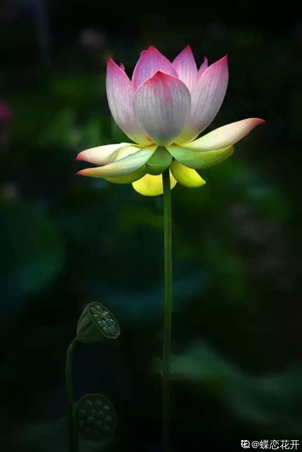 立花响_立花正仁_立花さや