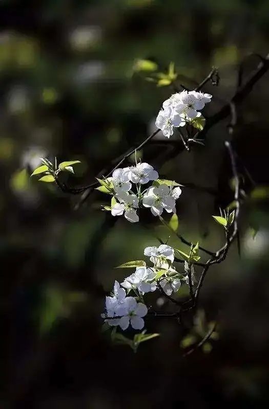 立花さや_立花正仁_立花响