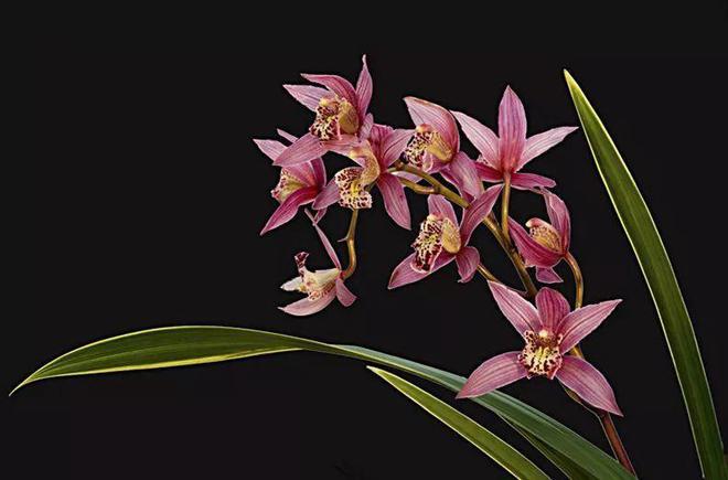 立花响_立花さや_立花正仁