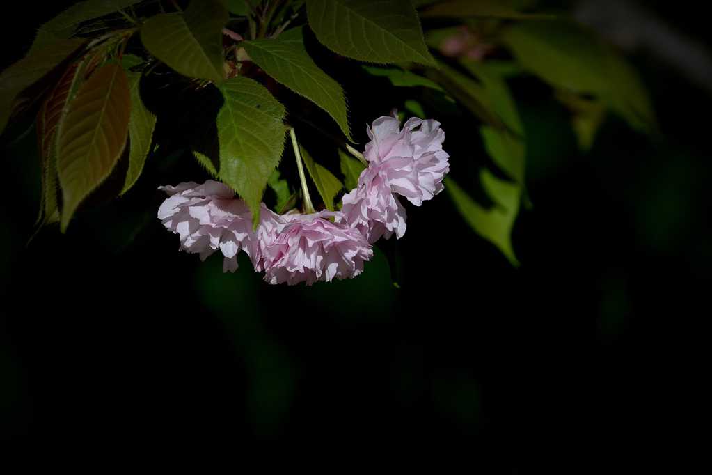 立花正仁_立花响_立花さや