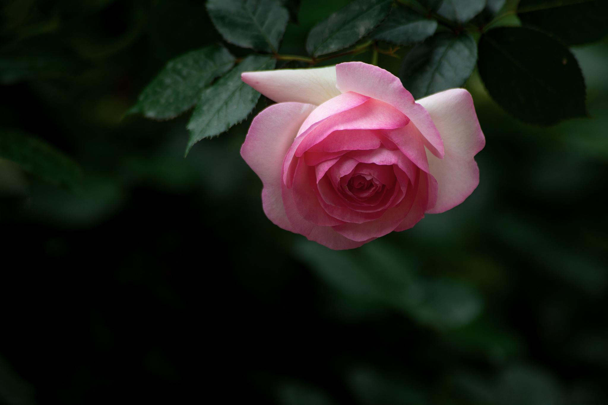 立花正仁_立花响_立花さや