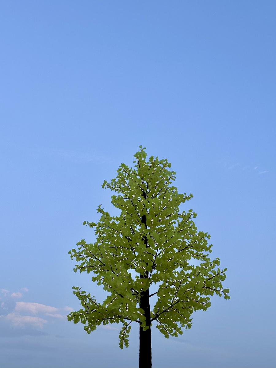 贾米拉是哪个国家的宇航员_贾米拉二代_贾米拉