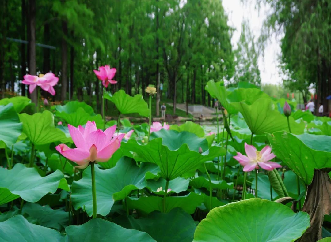 飞花令在线游戏_飞花令游戏软件_飞花令手机游戏