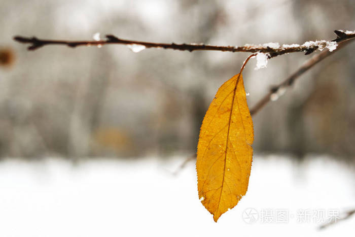 今年冬天下雪吗_下雪冬今年天气怎么样_今年冬天又下雪了