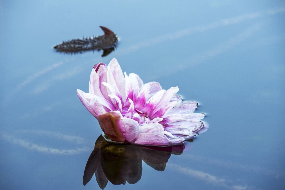 白兰_白兰地酒多少钱一瓶_白兰鸽原唱