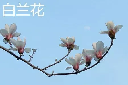 白兰_白兰鸽原唱_白兰地酒多少钱一瓶