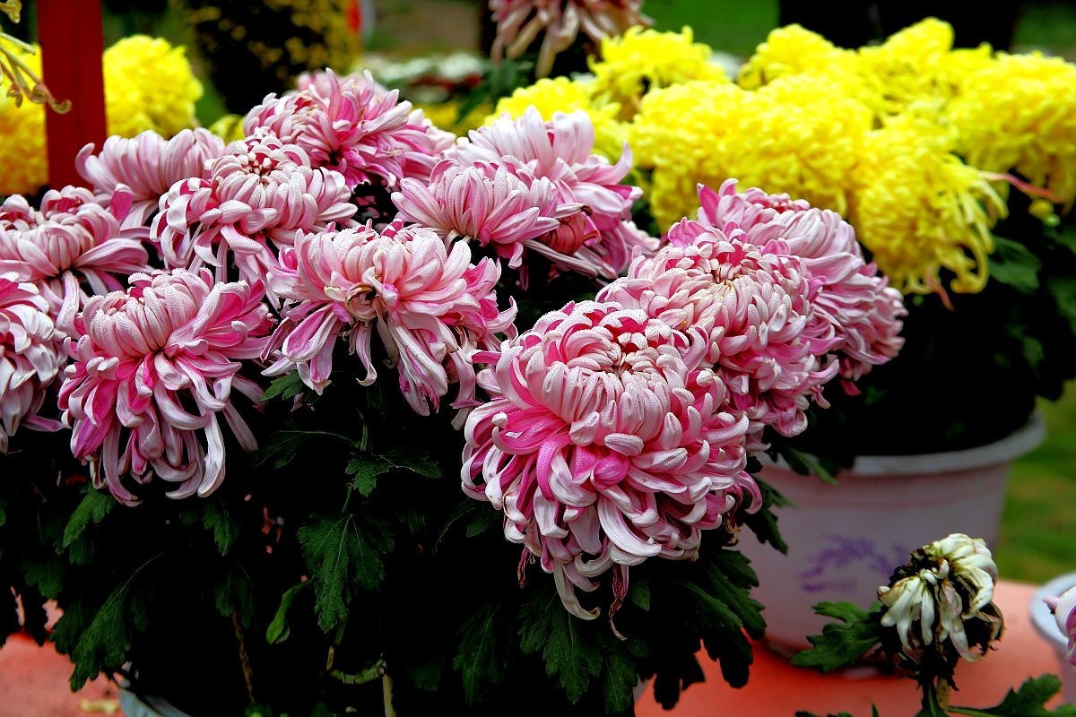 重阳节是什么节_节重阳是几月几日_重阳节是啥