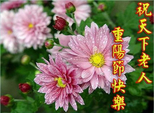 节重阳是几月几日_重阳节是什么节_重阳节是啥