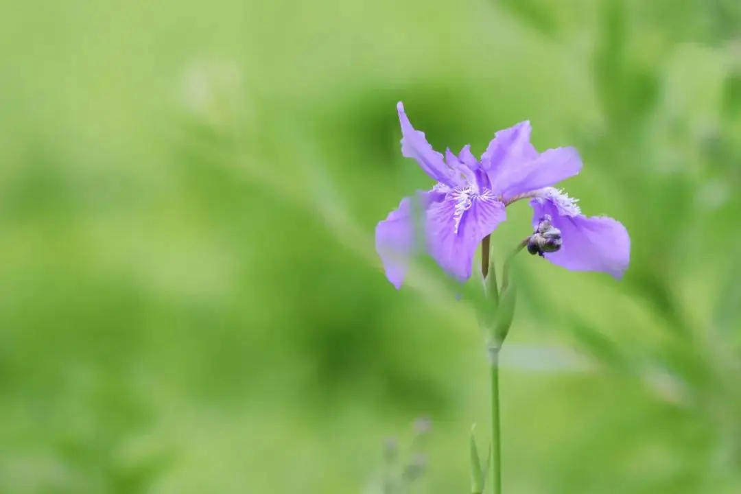 伊地知cv_伊地知虹夏_伊地知幸介