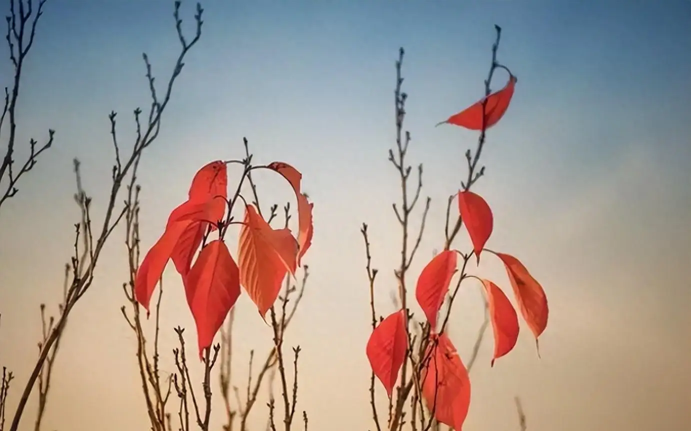 头像霸气动物冷酷男生_动物头像霸气冷酷_头像动物霸气冷酷动漫