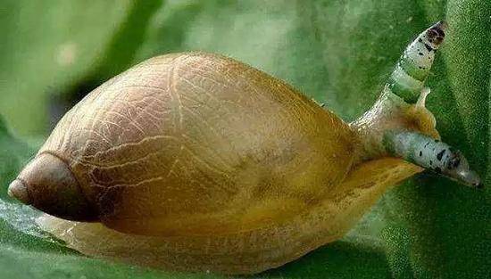 双盘吸虫_盘吸虫图片_盘吸虫寄生蜗牛