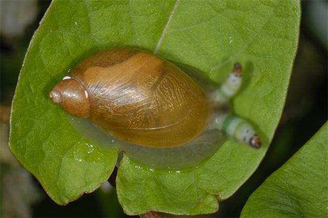 盘吸虫图片_双盘吸虫_盘吸虫寄生蜗牛