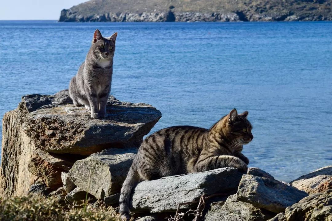 忧郁的猫台词_能干的猫今天也忧郁_忧郁猫猫表情包