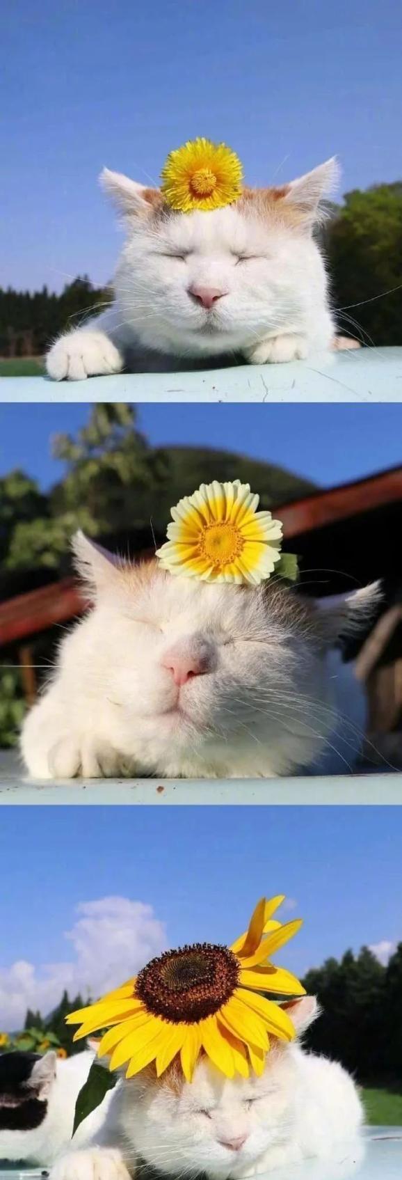 能干的猫今天也忧郁_忧郁猫猫表情包_忧郁的猫台词