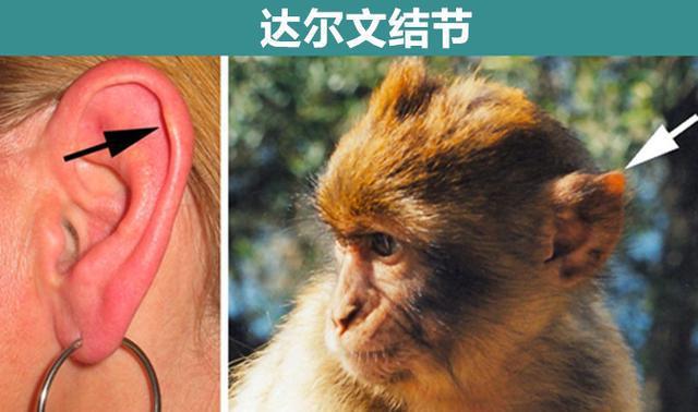 贞德兽_贞德兽_贞德兽