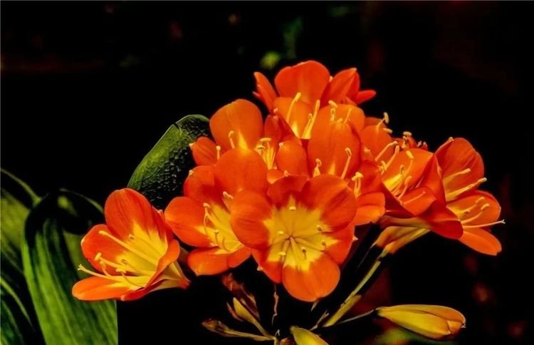 武战道_百变机兽之武战道_武战道玩具